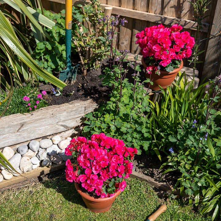 The Little Botanical – wholesale Live plant – British Grown Betulia - Bright Pink