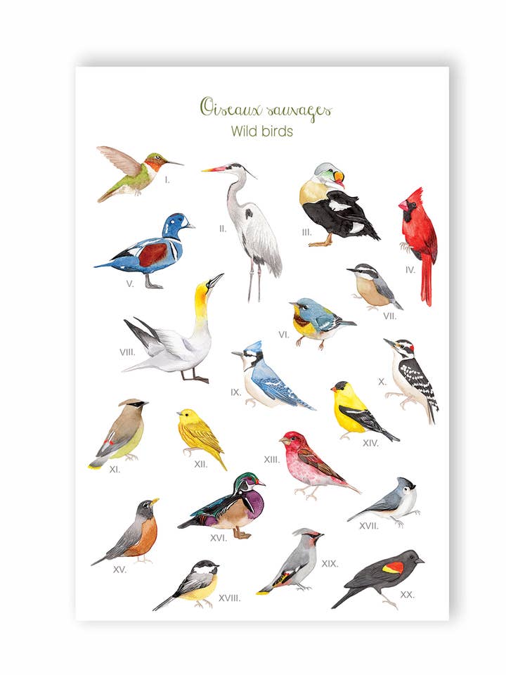 Wilde Vögel, Postkarte für den Großhandel von Hobeika Art