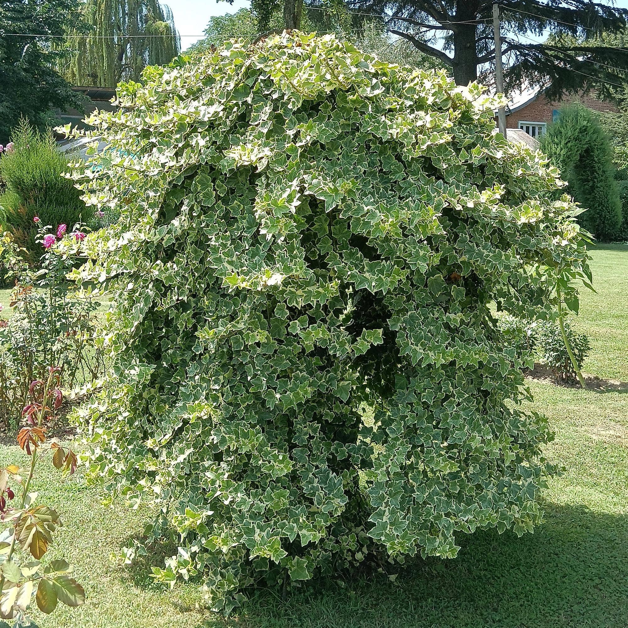 Oasis of Life - Wholesale Live Plant - Climbing plant Hedera helix 'Glacier' – 2 plants – Evergreen – Variegated leaves – 11 cm – Height 40 cm – Ivy for indoors & outdoors – Hanging baskets & ground cover0