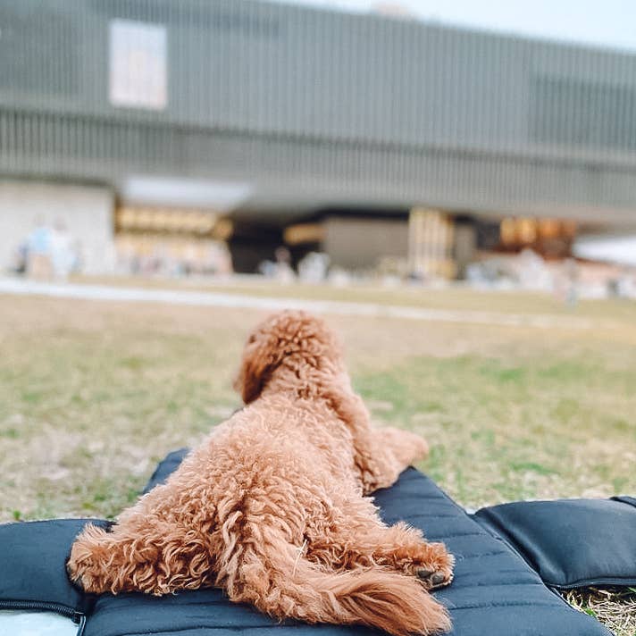 Pups & Bubs - Wholesale Pet carrier – Dog - Everywhere Convertible Tote Bag | Dog Carrier | 2 Colors4