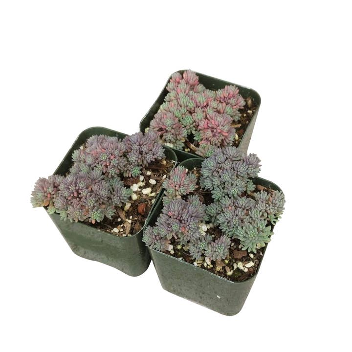 Best Plant Friend - Wholesale Live Plant - Sedum Hispanicum Succulent - Colorful Live Plant - 2/4in4