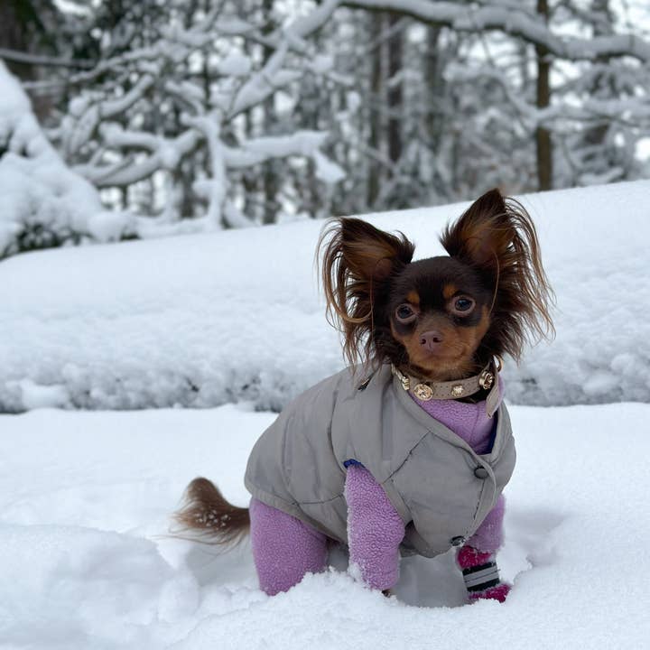 Paw London - Vendita all'ingrosso Collare - Cani - Collare per cani Kate Swarovski Cappucino
