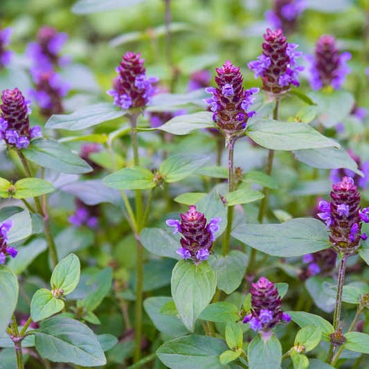 Daydream Organics | Prairie Doctor Brand - Wholesale Tincture - Heal All (Self Heal) Herbal Tincture