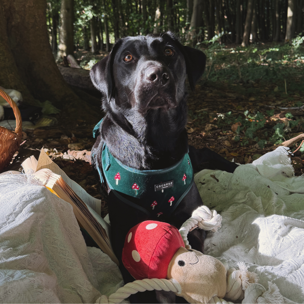 Cocopup London - Wholesale Pet Harness - Dog - Toadstool Trails Adjustable Neck HARNESS2