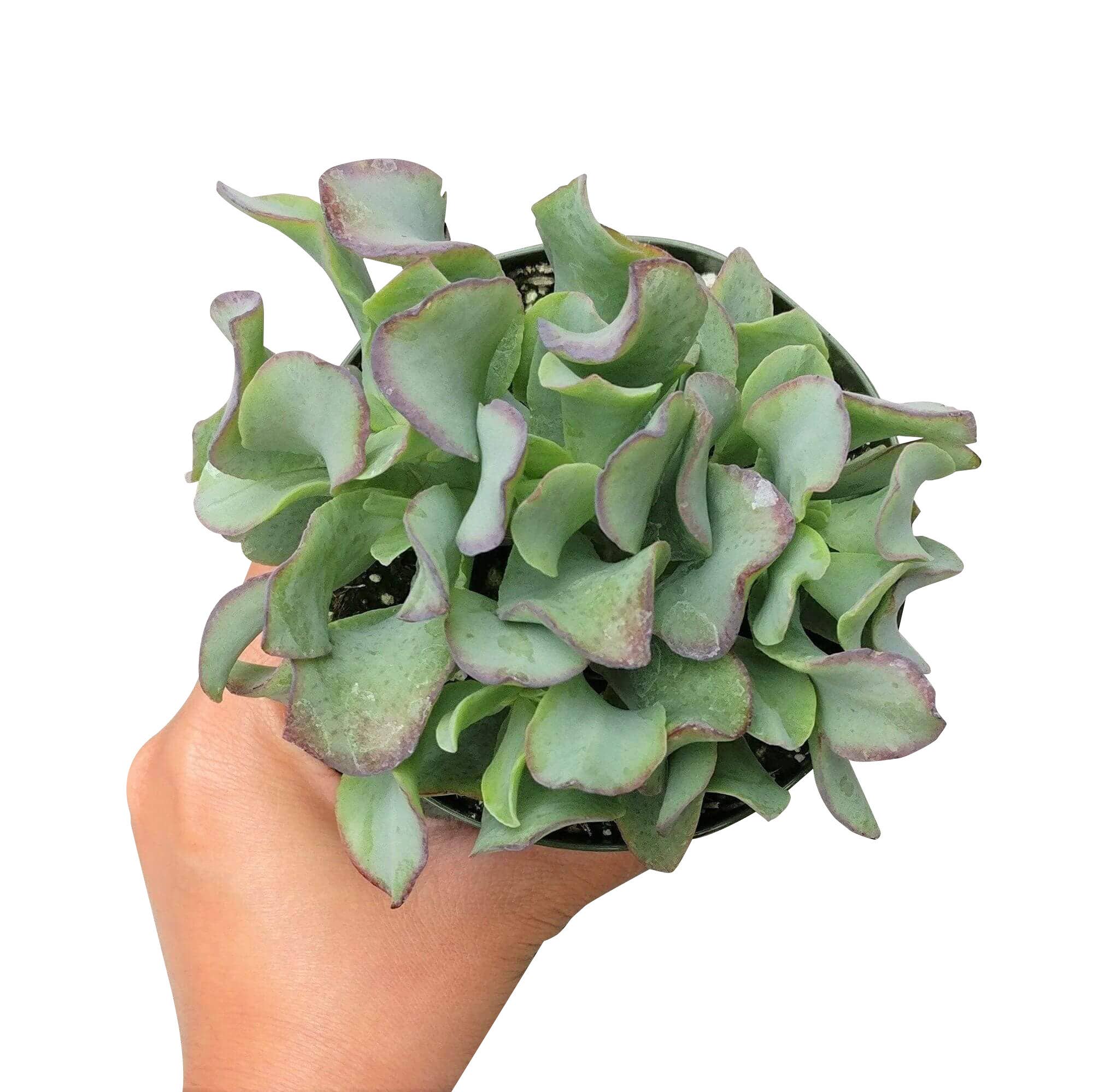 Best Plant Friend - Wholesale Succulent - Crassula Ruffle Jade Crassula undulatifolia in 2in/4in Pot2