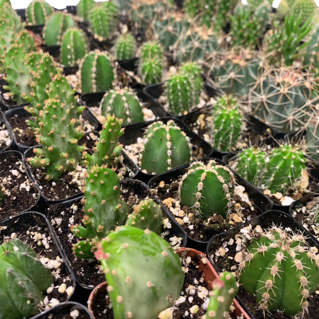Flow State - Wholesale Live Plant - 2" Assorted Cactus – Wholesale Live Houseplant1
