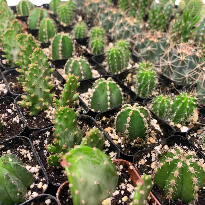 Flow State - Wholesale Live Plant - 2" Assorted Cactus – Wholesale Live Houseplant1