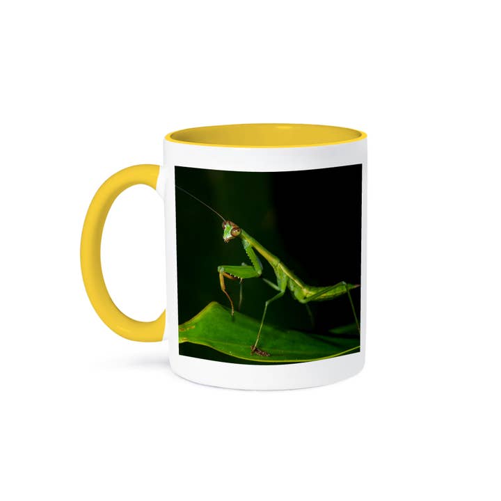 3dRose - Wholesale Coffee Mug - 3dRose, Preying mantis, Odzala, Kokoua, Congo, Mug