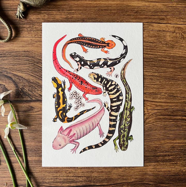 Tansy Moore - Wholesale Art Print - Salamanders, Fine Art Watercolour Print
