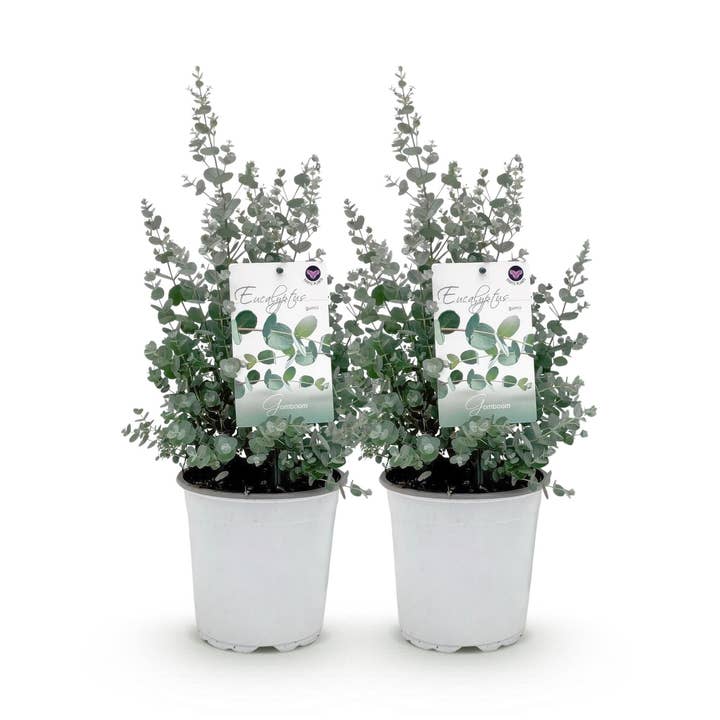 Eukalyptusträd Eucalyptus gunnii – 2 växter – Vinterhärdig – Terrassväxt – Grå – Kruka Ø17 cm, Höjd ca 40 cm – Doftande & lättskött trädgårds- och balkongväxt för wholesale av Oasis of Life