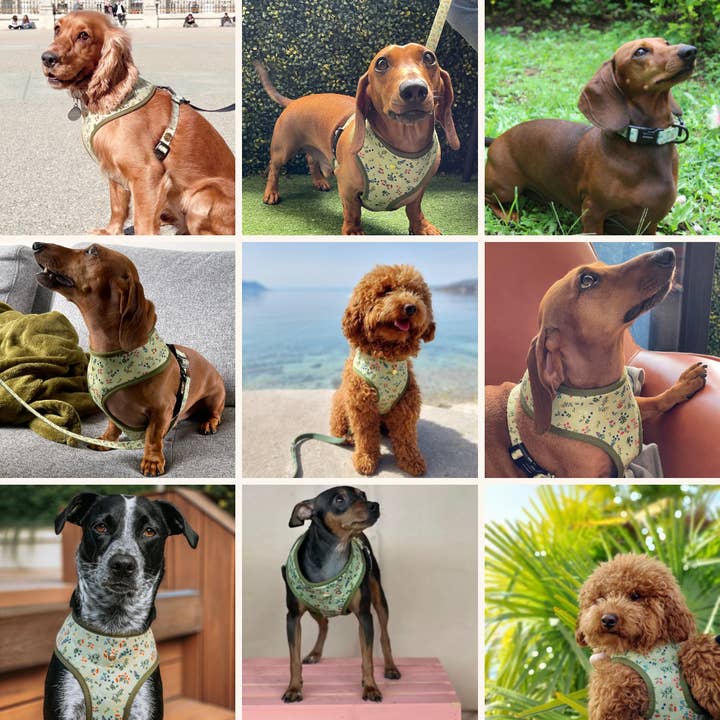 Pata Paw - Venta al por mayor Arnés - Perros - Arnés reversible para mascotas con flores silvestres alpinas y textura en oliva9