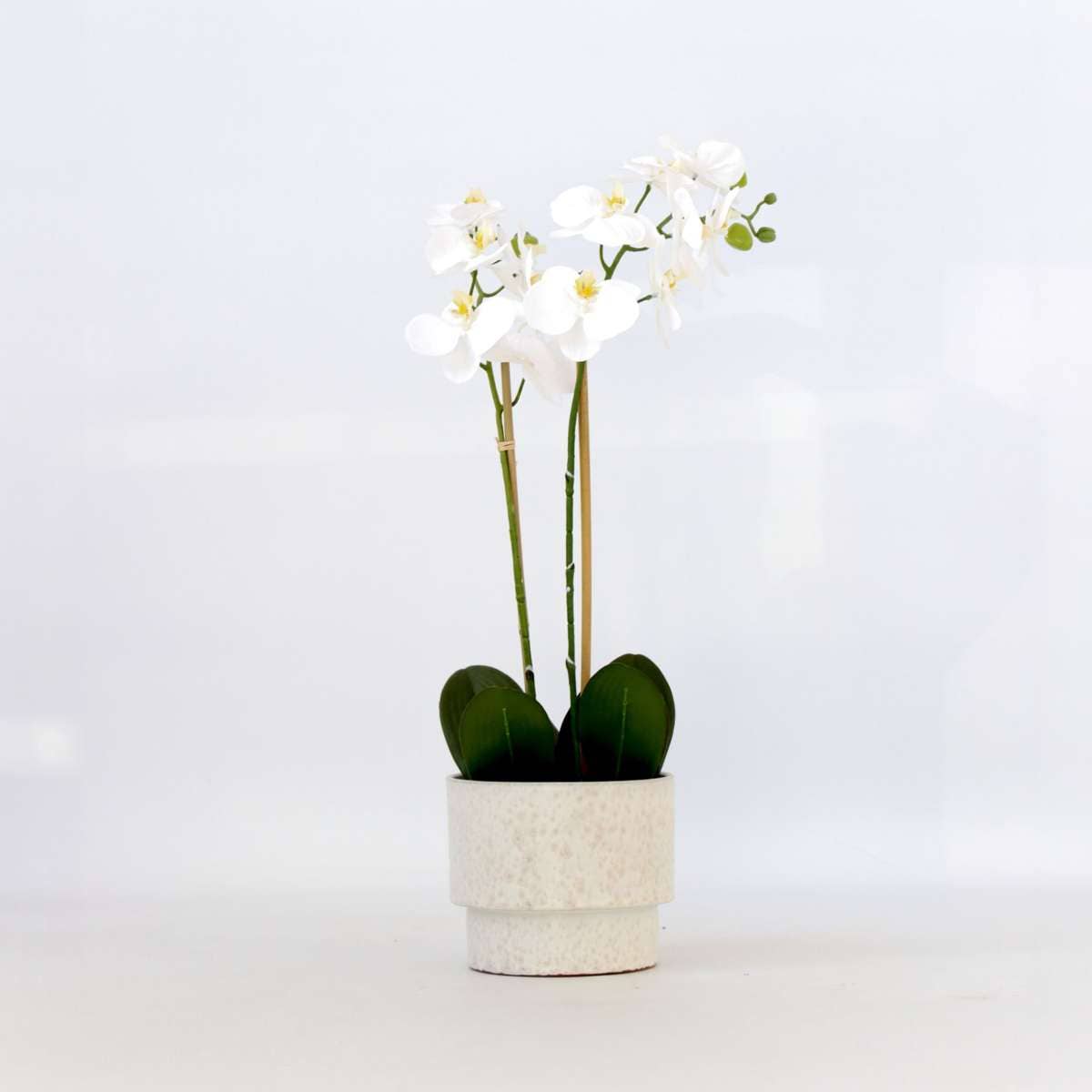 Oasis of Life - Wholesale Artificial Flowers - Artificial Phalaenopsis Orchid – 55cm Tall – White Artificial Orchid – Deceptively Realistic & Maintenance-Free – Luxurious Decorative Flower for Living Room, Office & Dining Table1