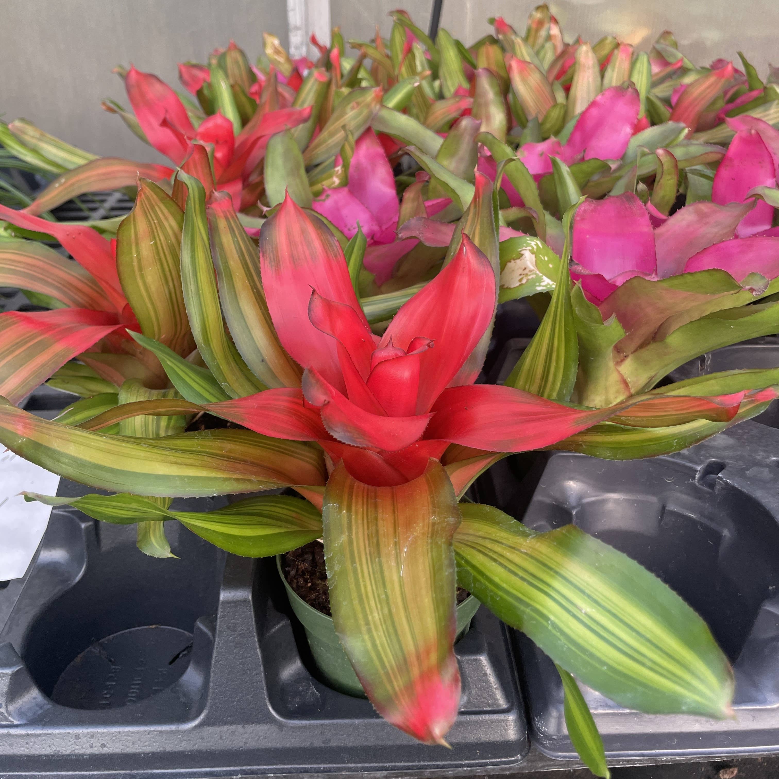 Thorsen's Greenhouse - Wholesale Live Plant - Bromeliad Neoregelia 'Neos' - Live Plant - Assorted9