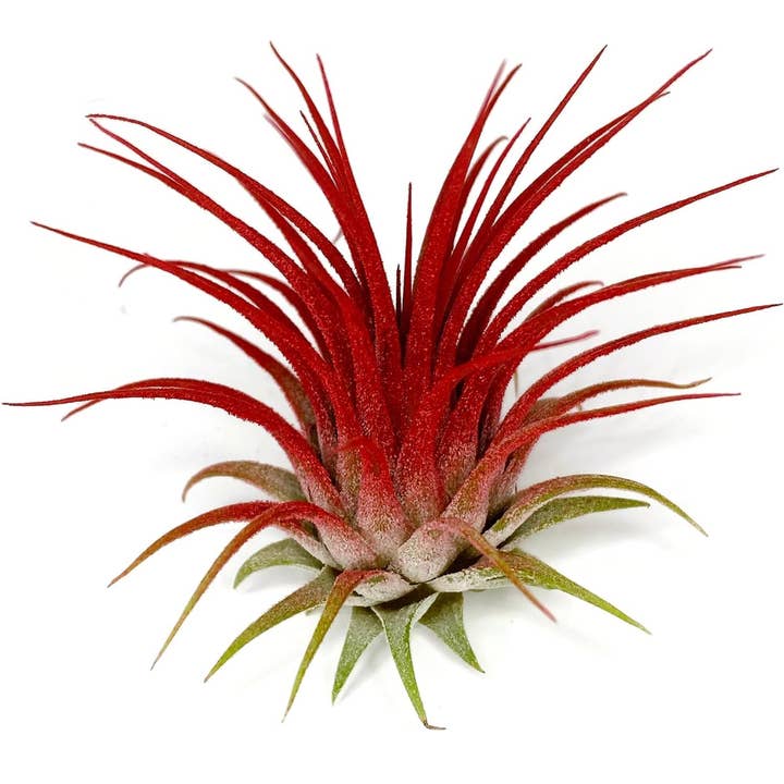 AURA 8 Art Boutique - Wholesale Live Plant - Ionantha Guatemala Tillandsia Air Plant Blue, Live Airplant