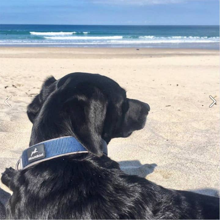 Miro & Makauri - Wholesale Pet Collar - Dog - MIro & Makauri Neoprene Padded Nylon Clasp Dog Collar