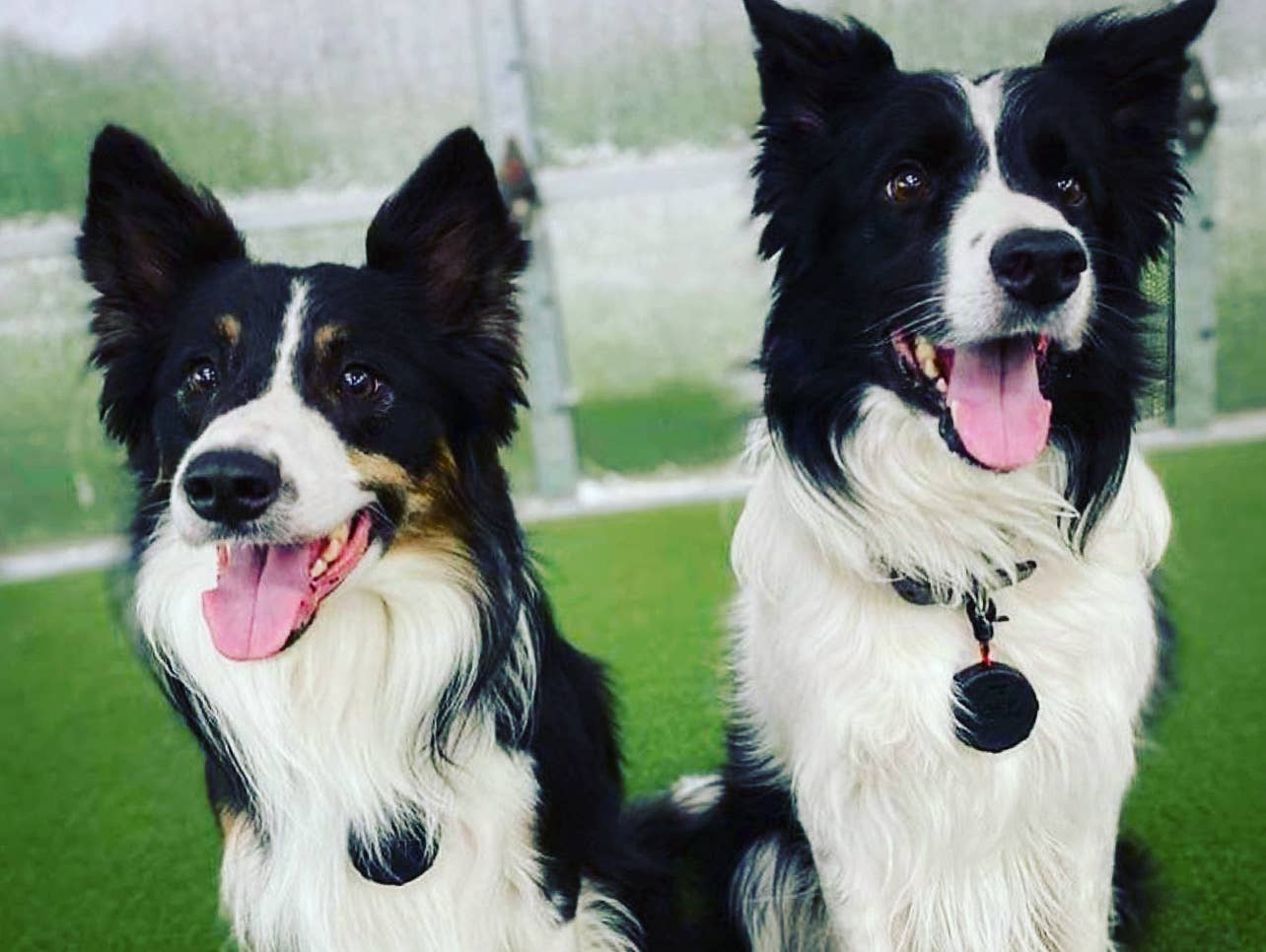 Lazy Leash! – Engroshandel Hundesnor - Hund – Ny og forbedret Lazy Leash! Sikker og nem 2pc strømpakkemix  6