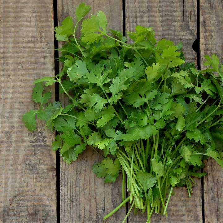 The Elevated Seed Co. - Wholesale Plant Seeds - Cilantro Garden Seeds1