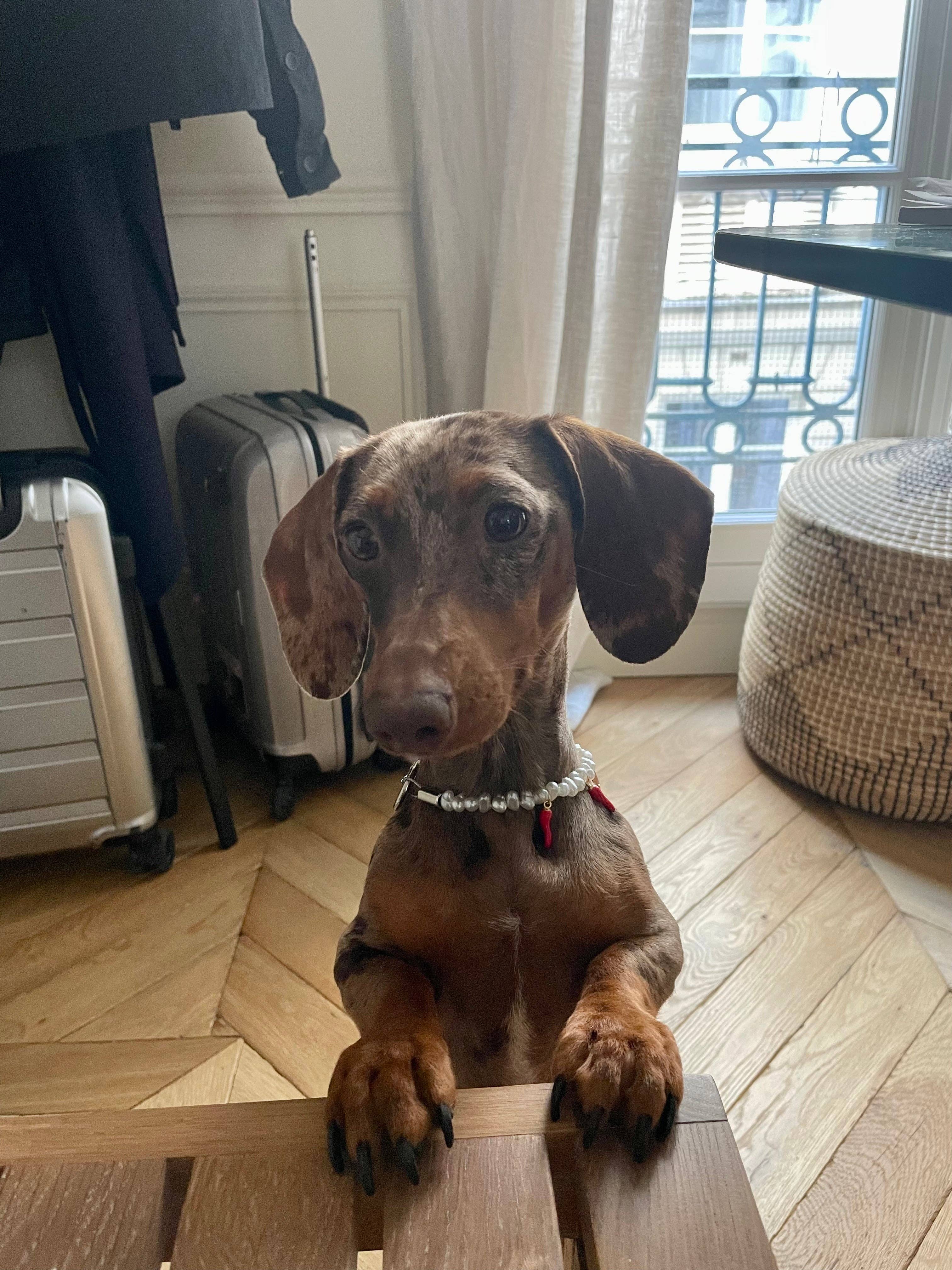 Aura - Wholesale Pet Collar - Cat/Dog - Picante pearl necklace for dogs and cats4