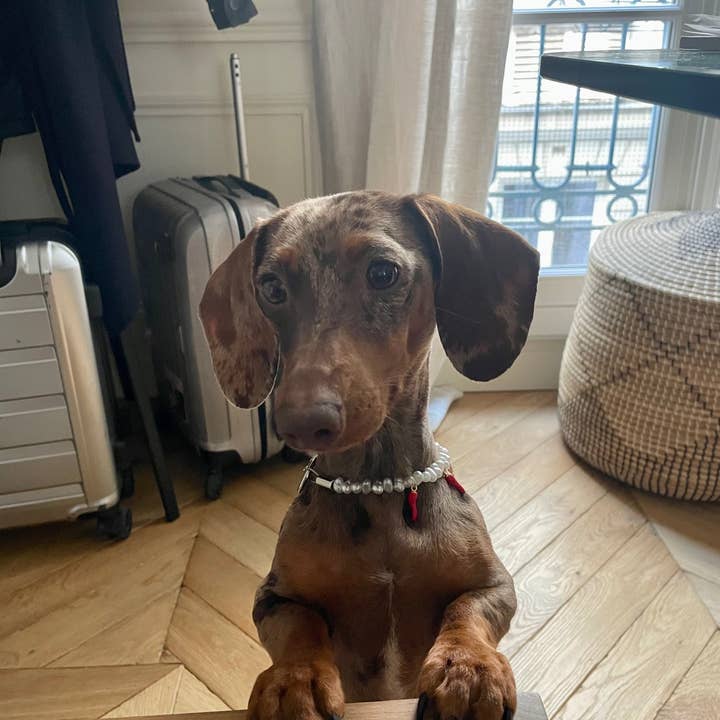 Aura - Wholesale Pet Collar - Cat/Dog - Picante pearl necklace for dogs and cats4