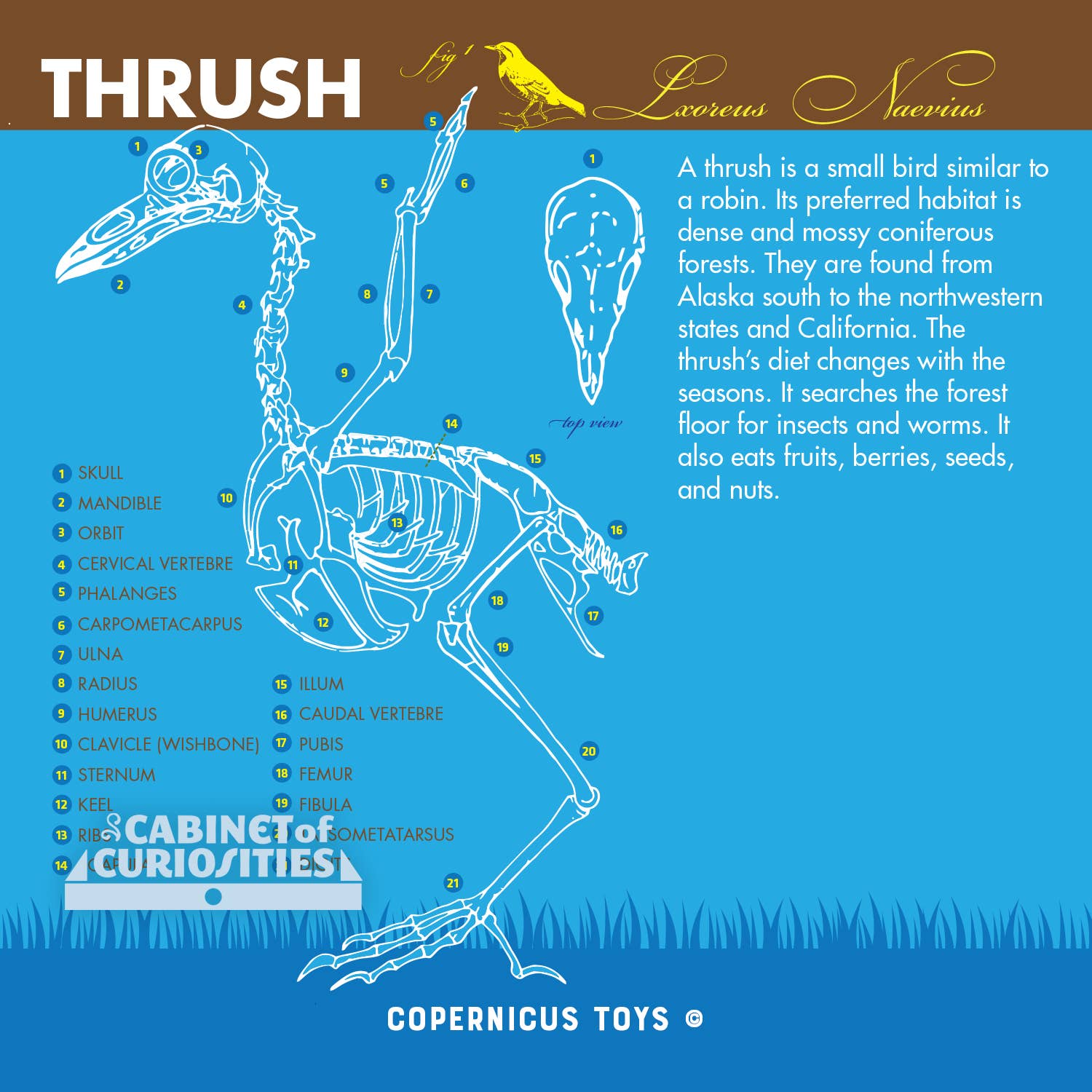 Copernicus Toys - Wholesale DIY Craft Kit - Kids - Cabinet of Owl Pellets | Dissection Kit Science Demo5