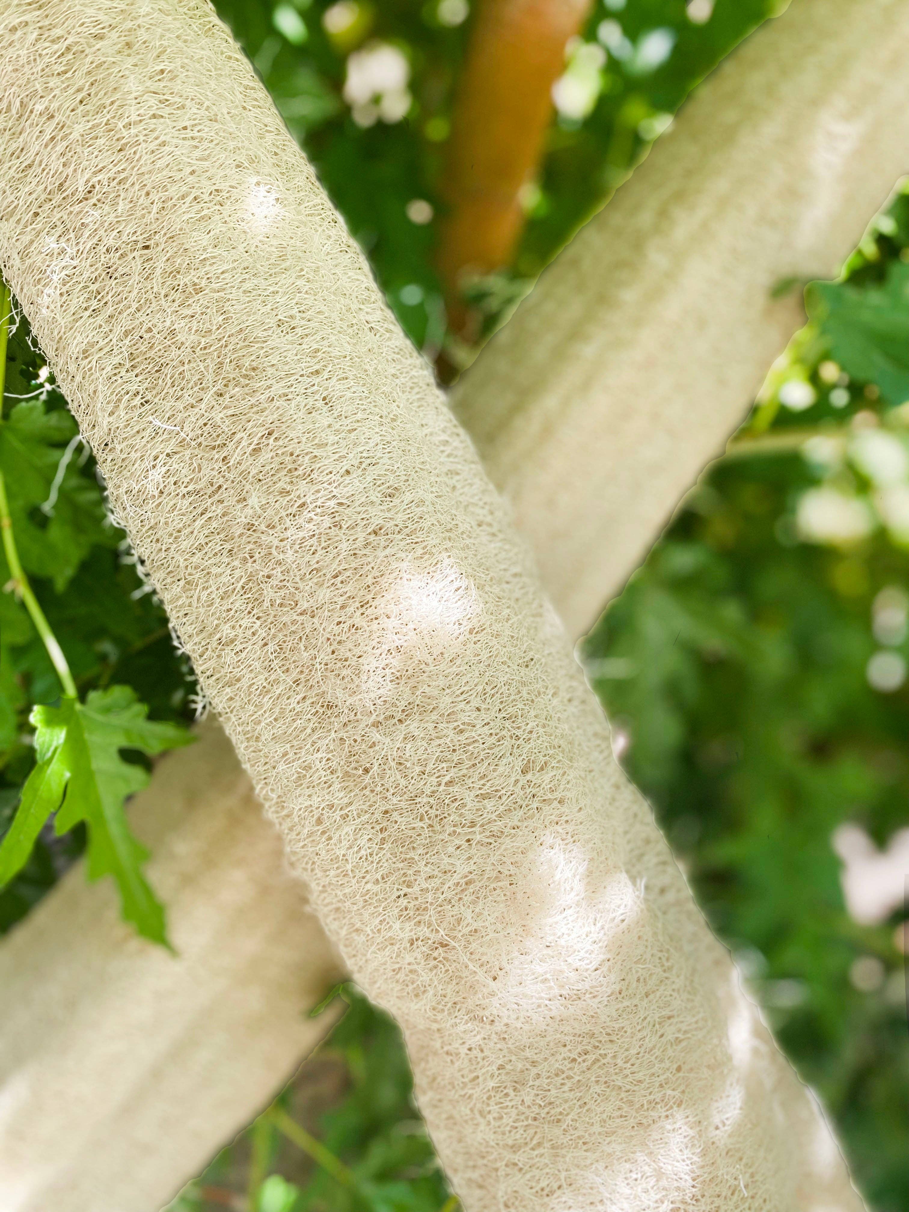 Luna Azul Co - Wholesale Loofah - Natural X-Large Whole Loofah Sponge4