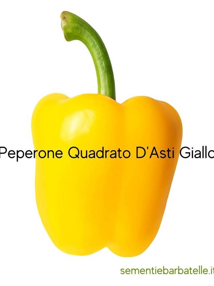 Yellow Quadrato D'Asti Pepper for wholesale by Sementi & Barbatelle