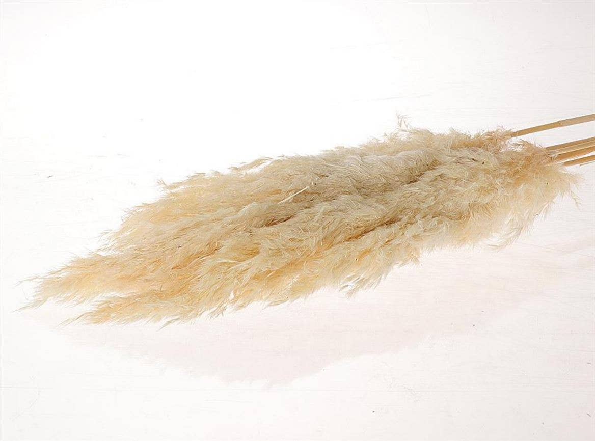 Dutch Flower Studio - Wholesale Dried/Pressed Flowers - Wooly pampas - 70 cm3