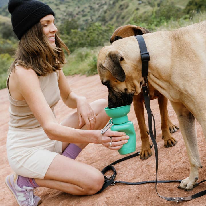 Springer Pets – Großhandel Haustiertrinkflasche – Hund – Reisetrinkflasche für Hunde, 20 Unzen, Flip Silicone (gemischt, 12er-Pack)