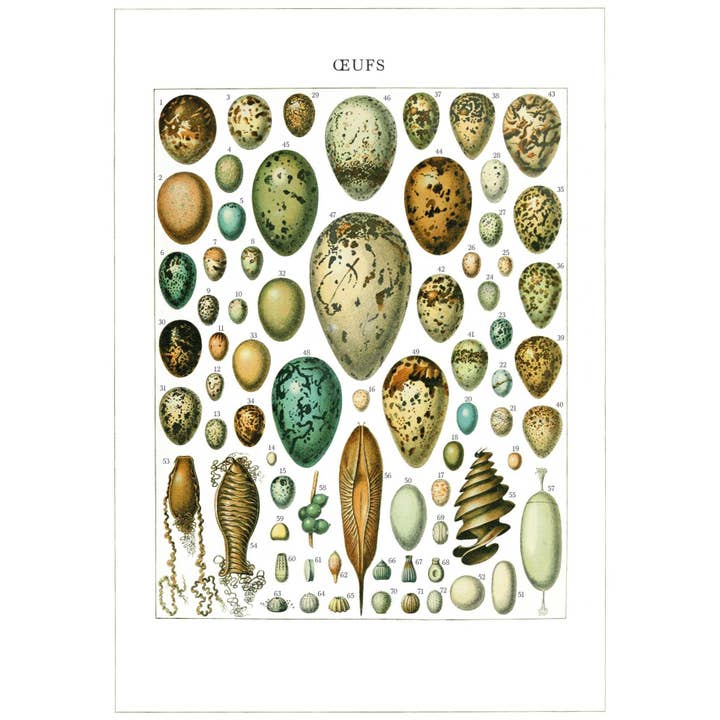 ikonink - Wholesale Everyday greeting card - Oeufs Card1