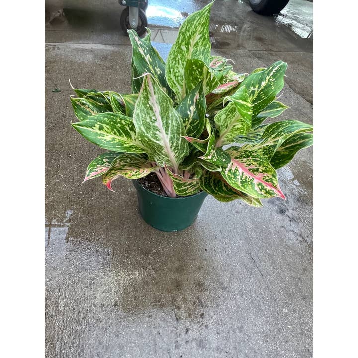 8" Aglaonema Assorted Red & Pink for wholesale by Triad Plants