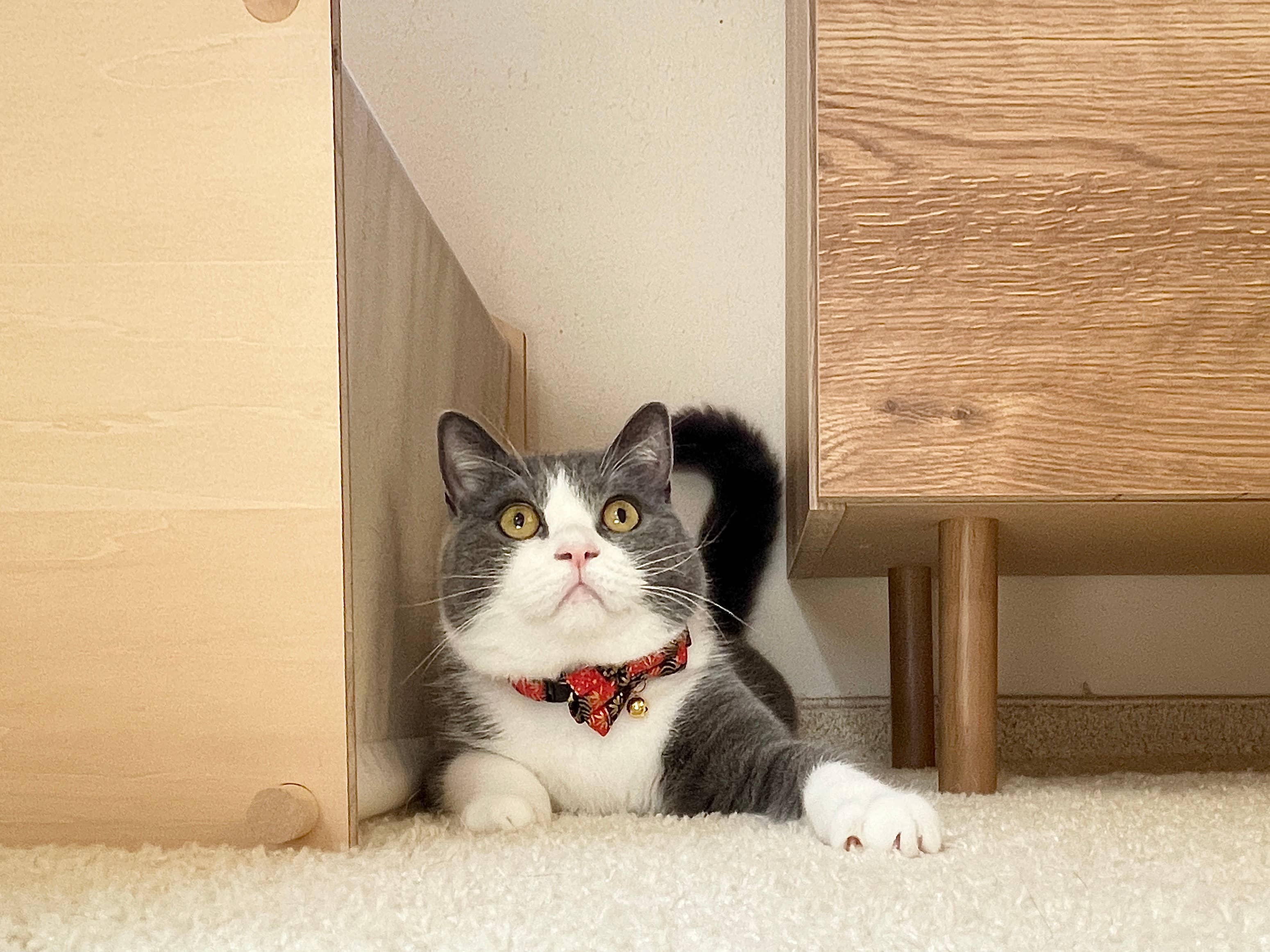 MOON-X USA, INC. – wholesale Halsband - Katt – Förgylld guldfluga kattkrage（Röd）5