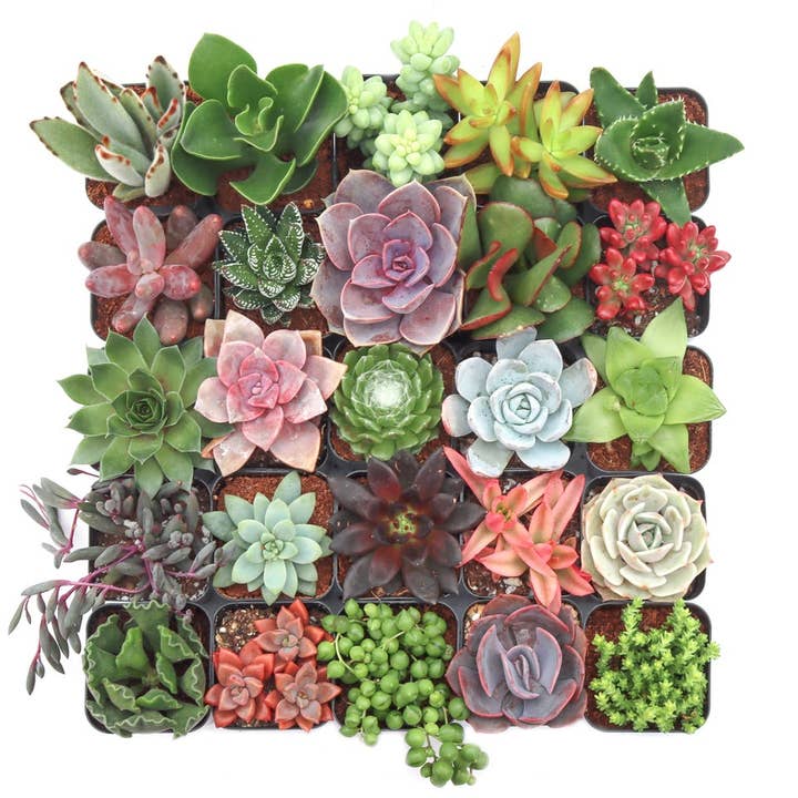 25-Pack Ultimate Variety Succulents, 25 Varieties, 2" Pots for wholesale by Best Plant Friend