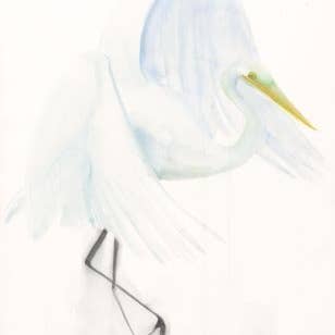 Great Egret ~ "Wisdom" ~ "Oh, to Fly" ~ Giclée Print for wholesale by Holly Wach Art LLC