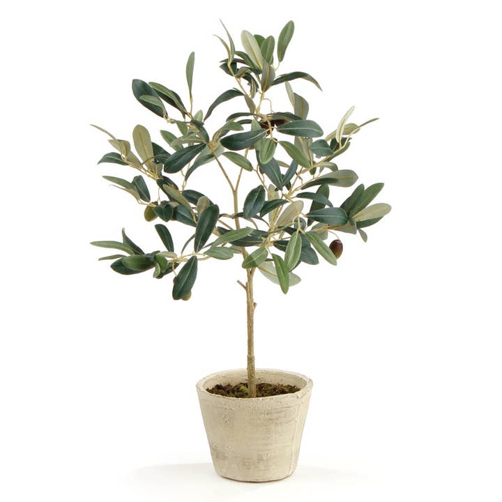 Olive Tree With Fruit In Pot 19.5" for wholesale by Napa Home & Garden