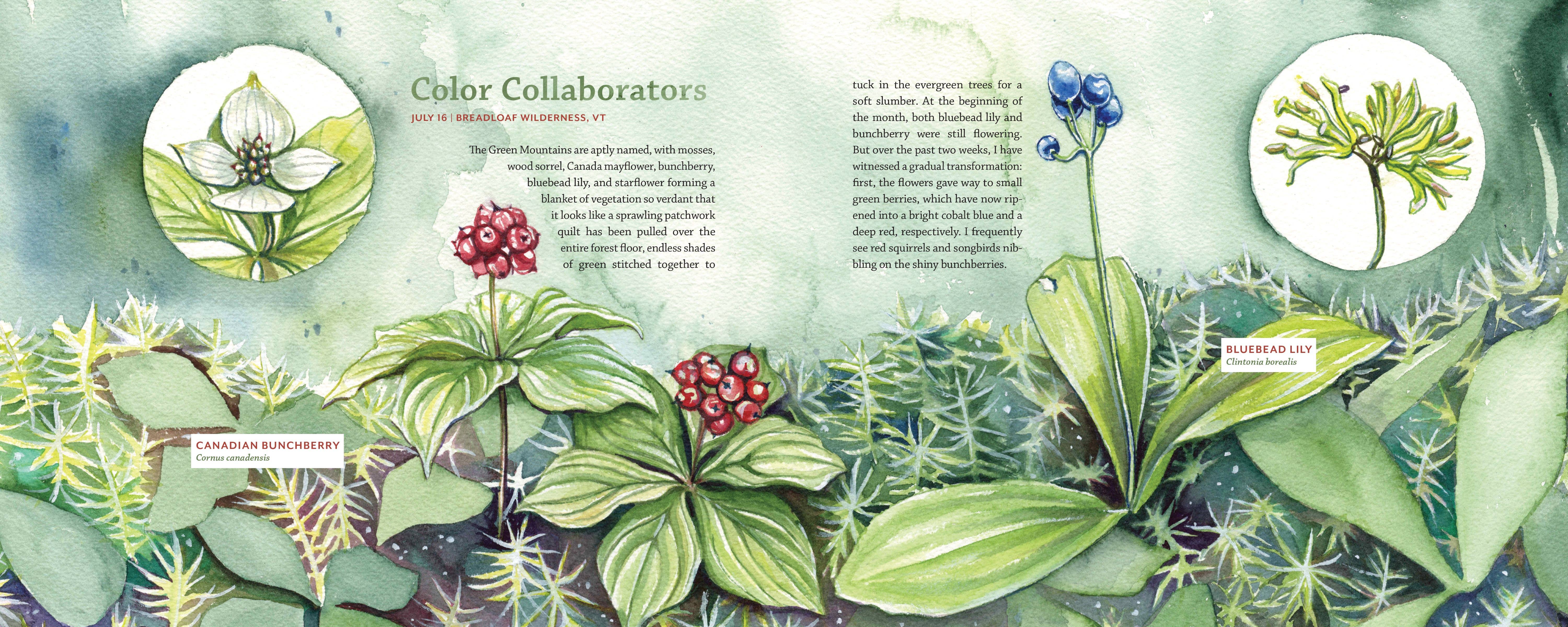 Mountaineers Books - Wholesale Nature & Outdoors - Tiny Worlds of the Appalachian Mountains10