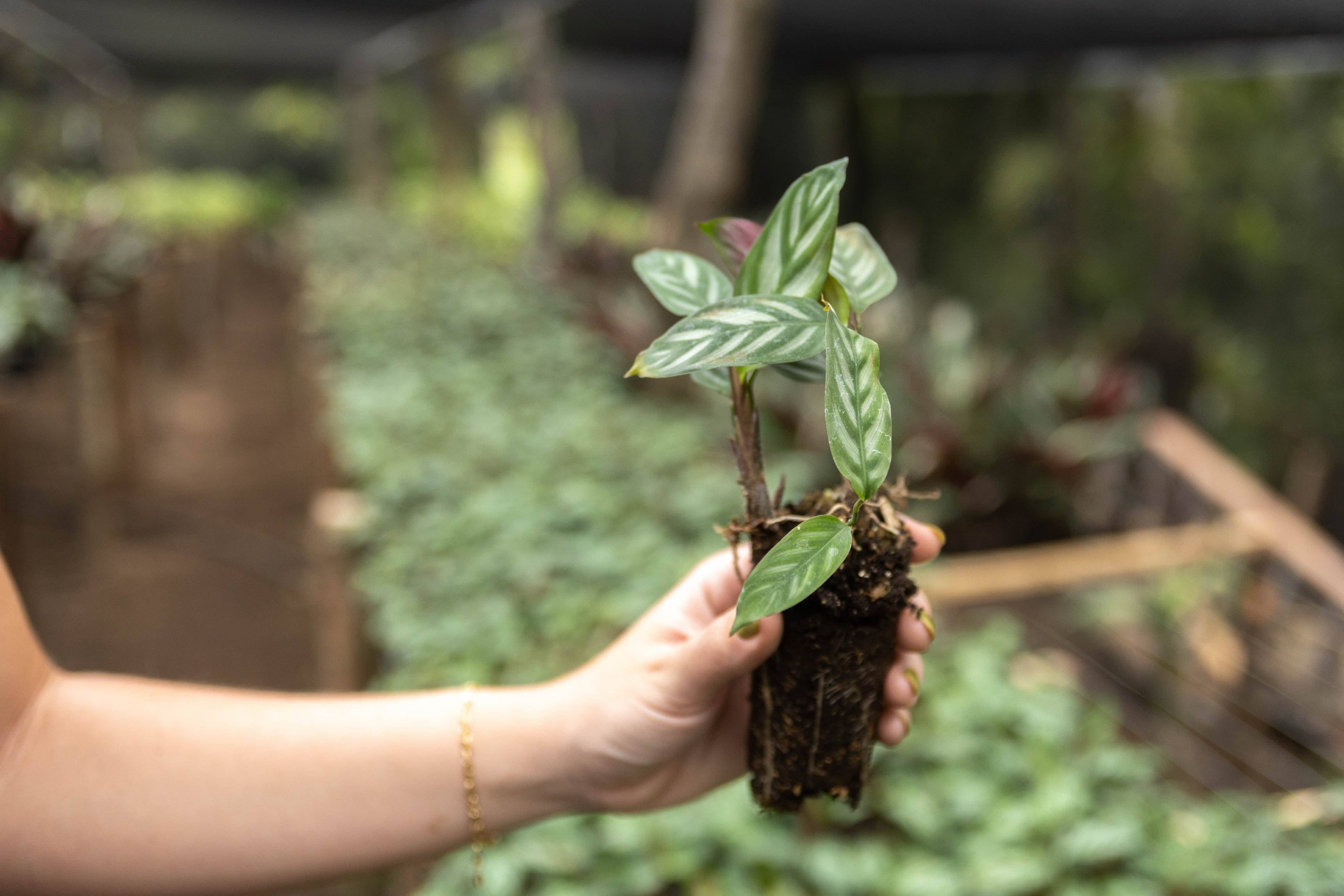 Air Plant Shop - Wholesale Live Plant - Calathea 'Prayer Plants' Anulque Fresh Rooted Cuttings6