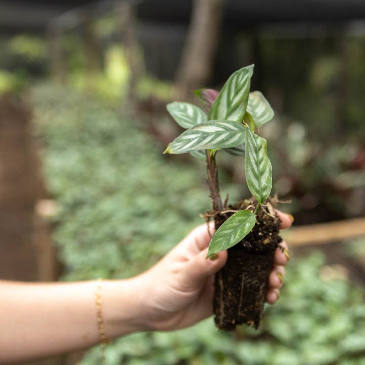 Air Plant Shop - Wholesale Live Plant - Calathea 'Prayer Plants' Anulque Fresh Rooted Cuttings6