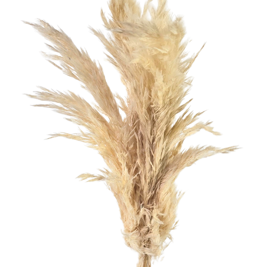 Botanico Ltd. - Wholesale Dried/Pressed Flowers - Pampas Grass Small1