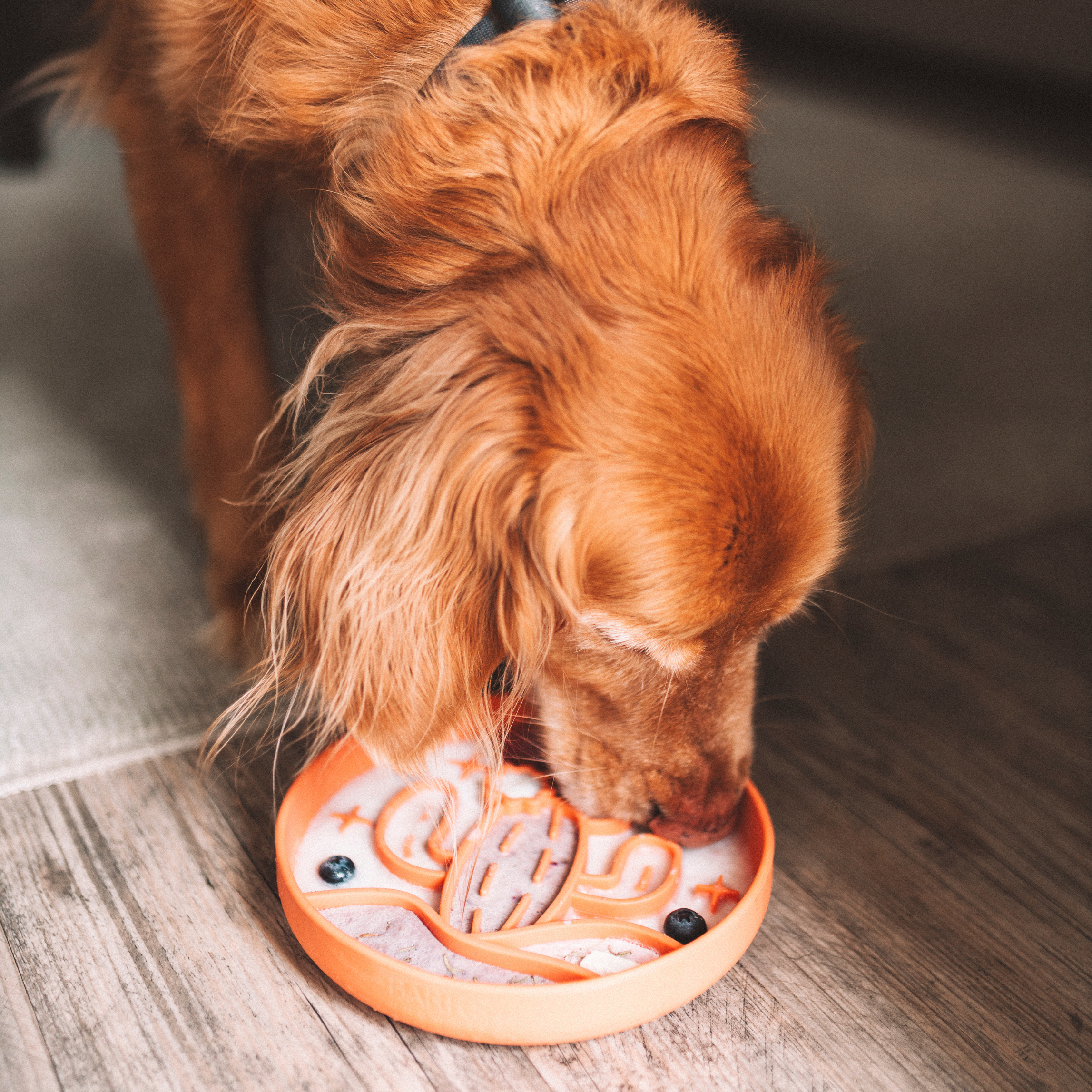 Barks and Brownies - Wholesale Pet Bowl - Cat/Dog - Cactus Silicone Slow Feeder Bowl - Fun, Non-Slip | Tangerine2
