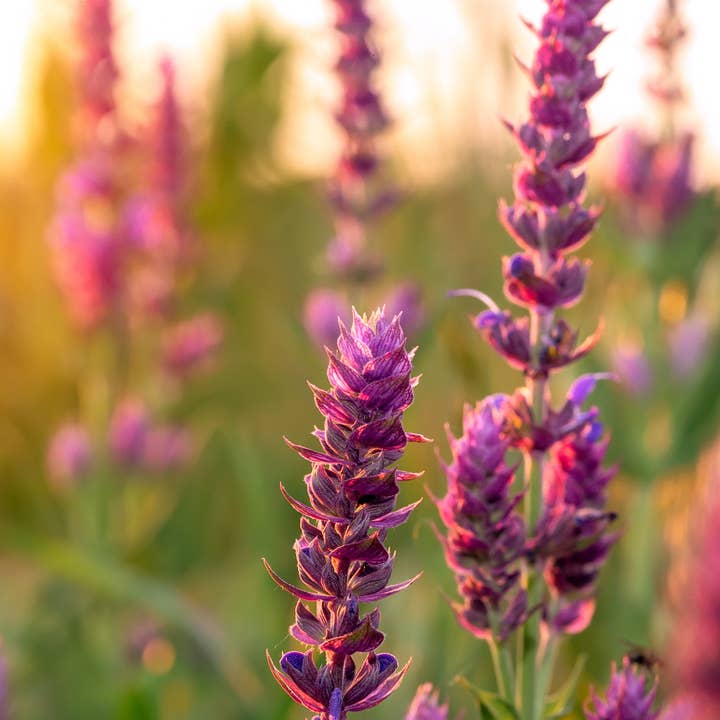 ÓLEO ESSENCIAL DE SÁLVIA por atacado de KAMSEEN