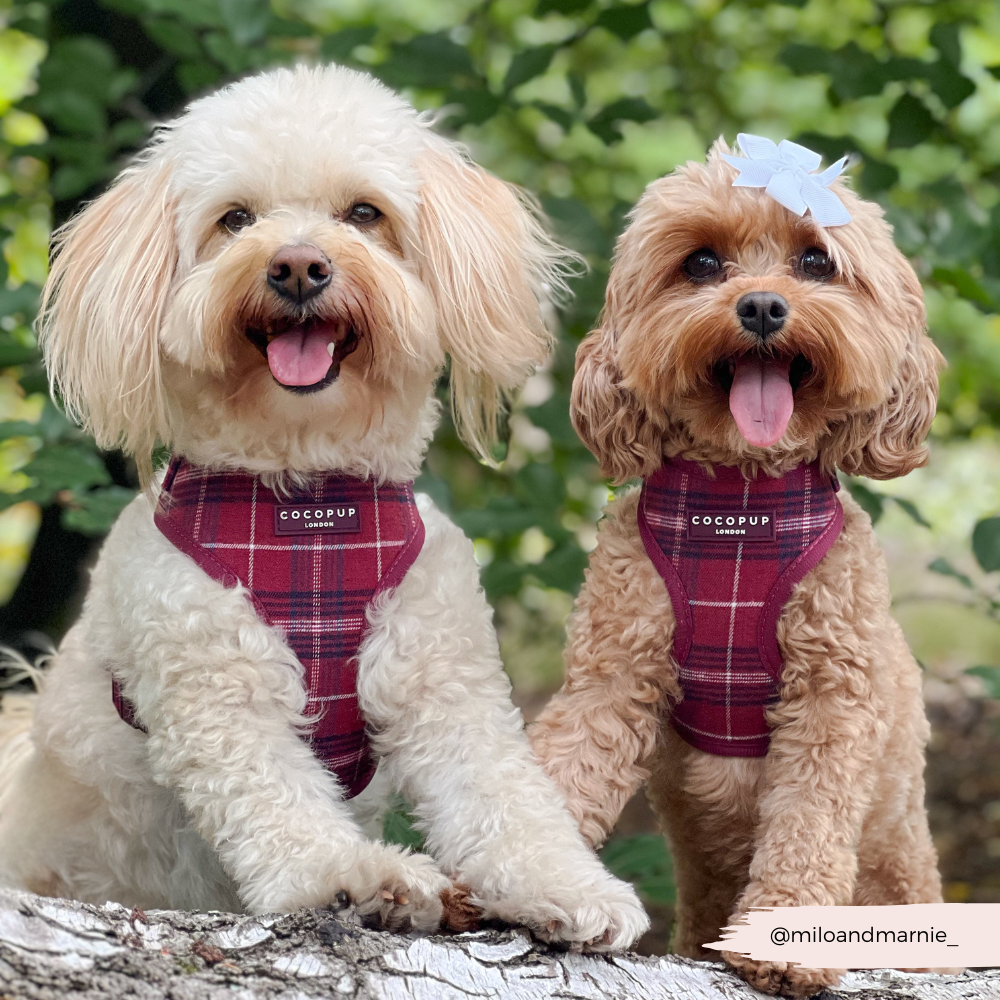 Cocopup London - Wholesale Pet Harness - Dog - Mulberry Plaid Adjustable Neck HARNESS14