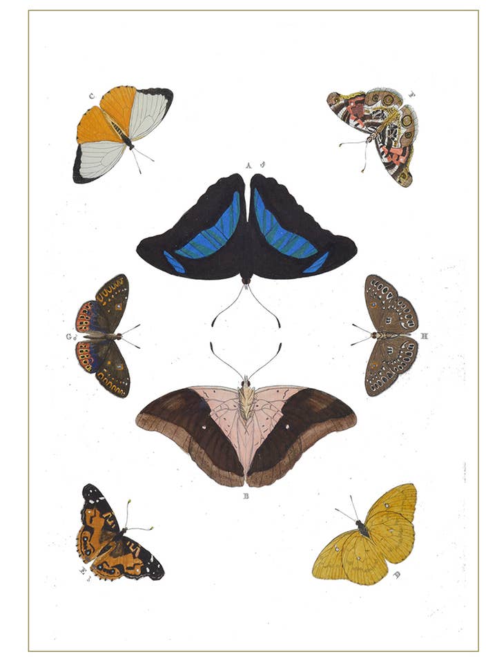 Moth Åtta-Antik Reproduktion/Tomt kort för wholesale av Something To Write Home About