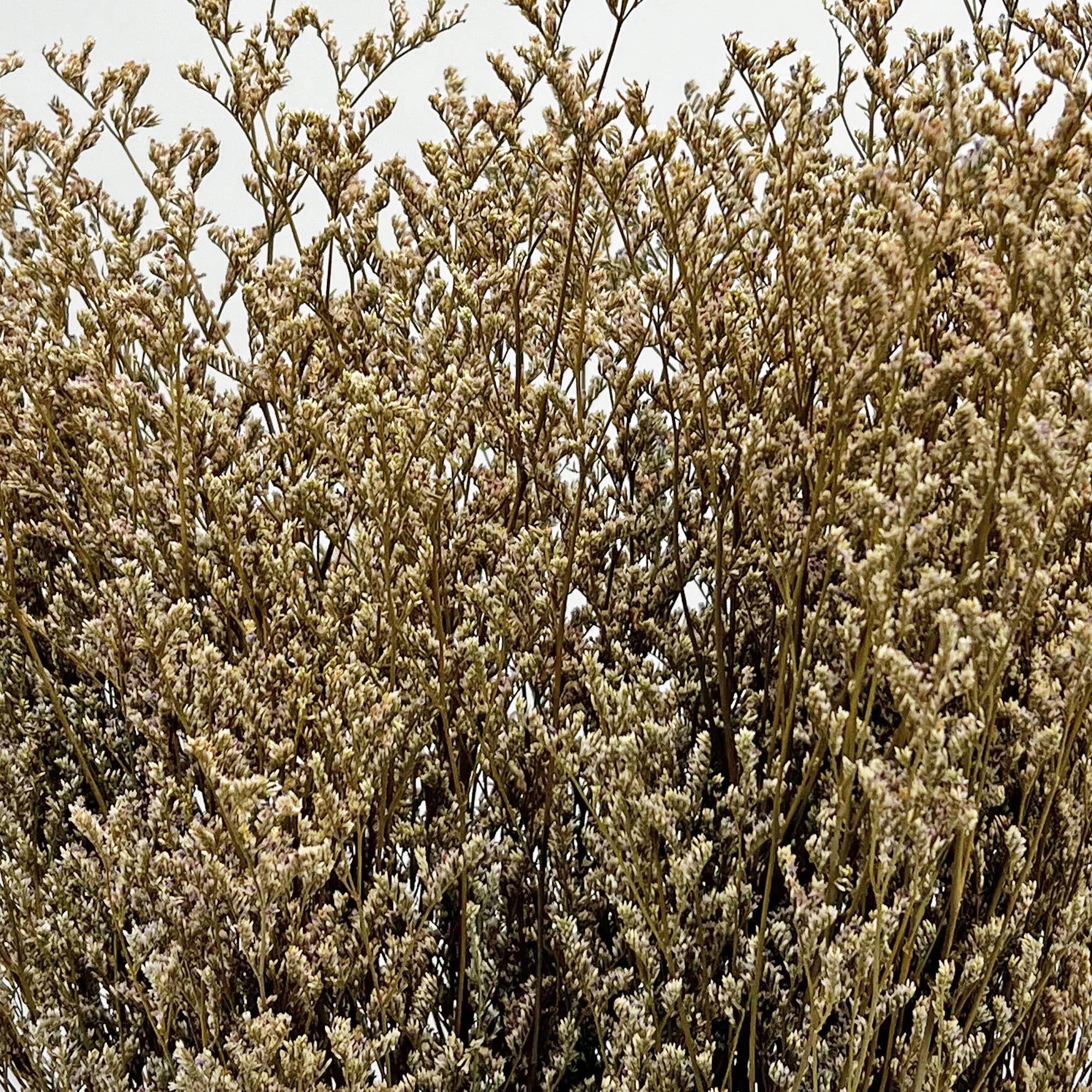 2626 Designs - Wholesale Dried/Pressed Flowers - Dried Preserved Valentin Grass Bouquet 21" Multiple Colors24