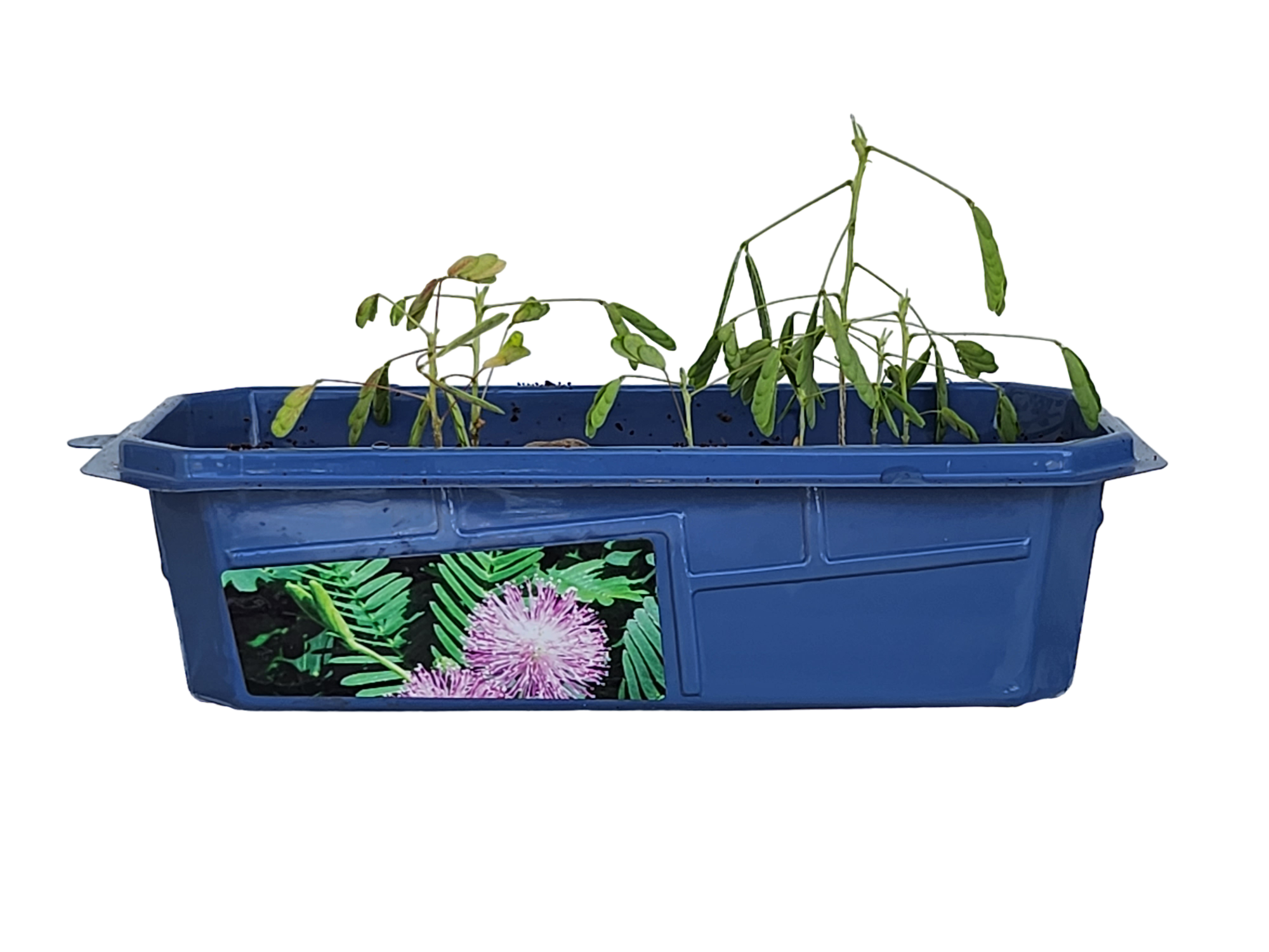 Silver Circle Products - Vente Terrariums - Un incroyable terrarium à plantes mobiles2