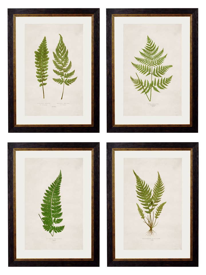 c.1864 Collection of British Ferns for wholesale by T A Interiors Wall Art & Mirrors
