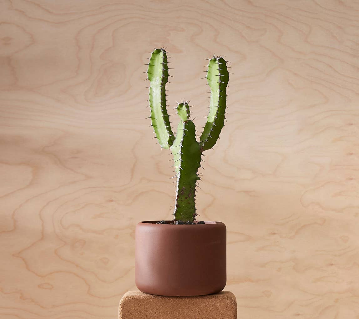 Aaron Probyn - Wholesale Plant pot - BOTANY porcelain Plant Pot SMALL1