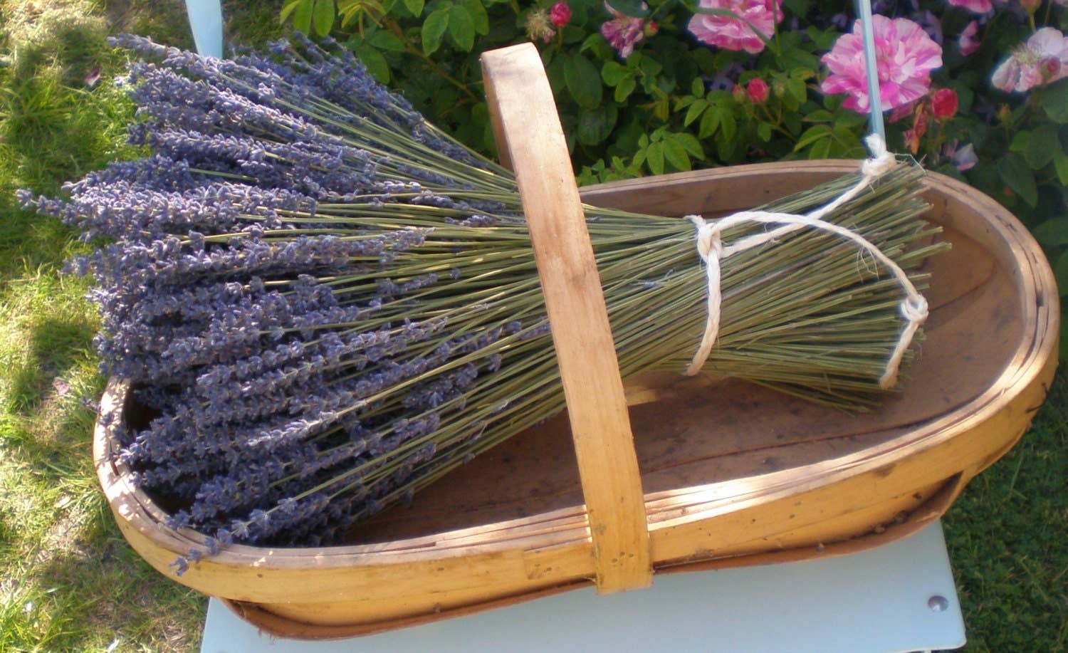Daisy Gifts Ltd – wholesale Dried/pressed flowers – Large Handmade Dried Lavender Sheaf / Bouquet1