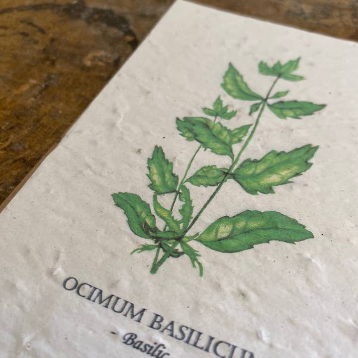 Bibiche Raconte Des Salades - Vendita all'ingrosso Semi di piante - Scheda vegetale - Basilico (Ocimum basilicum)