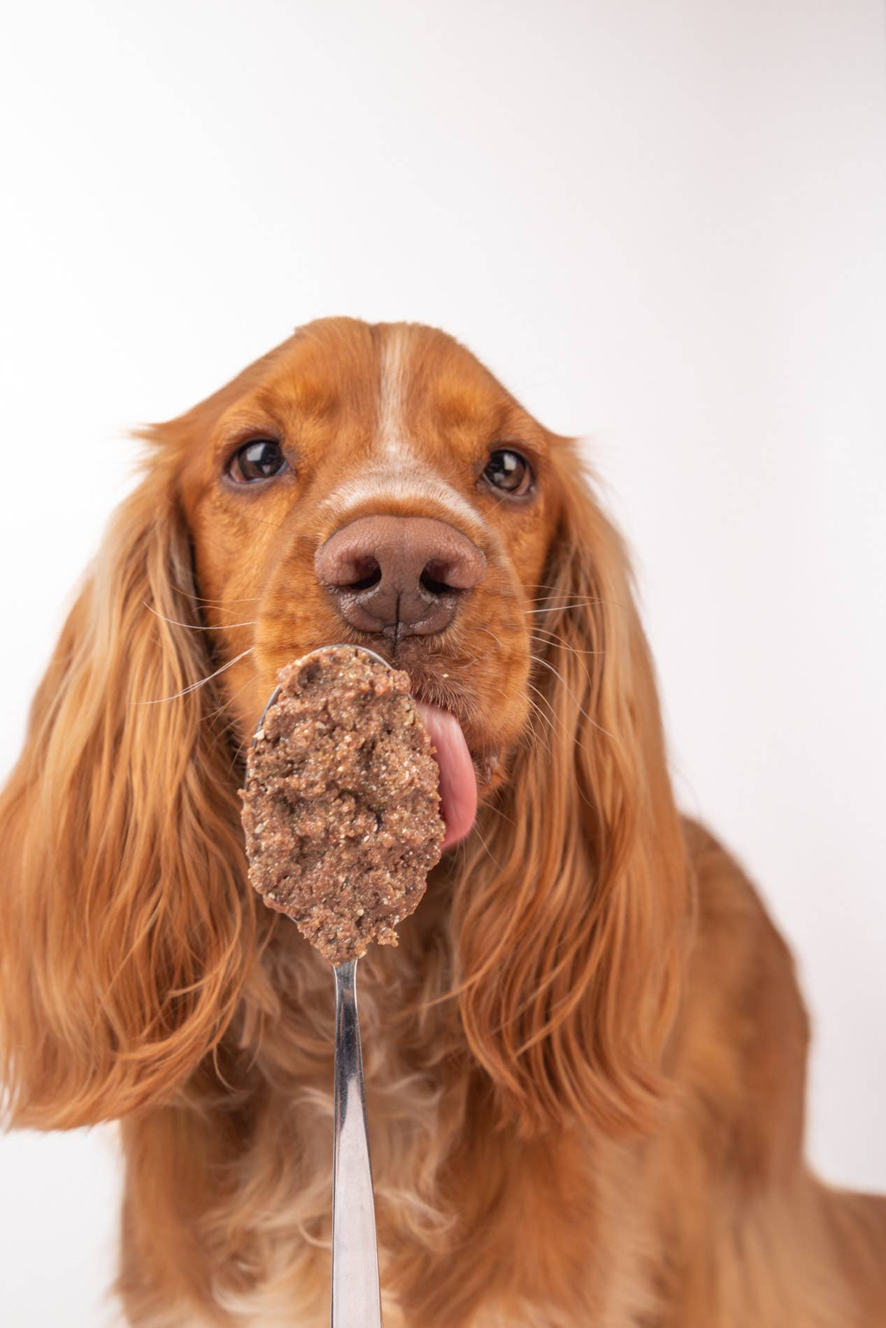 Cooka's Cookies - Vente Nourriture – chien - Real Beef - Pâté naturel pour chien humide2