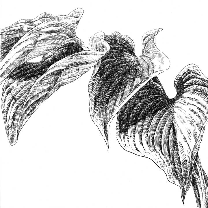 Hosta 2 for wholesale by Paperglee, LLC